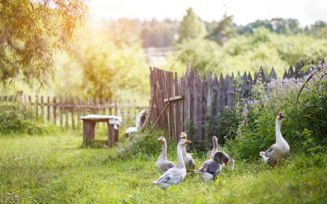 Why Keeping Geese on the Farm is Beneficial